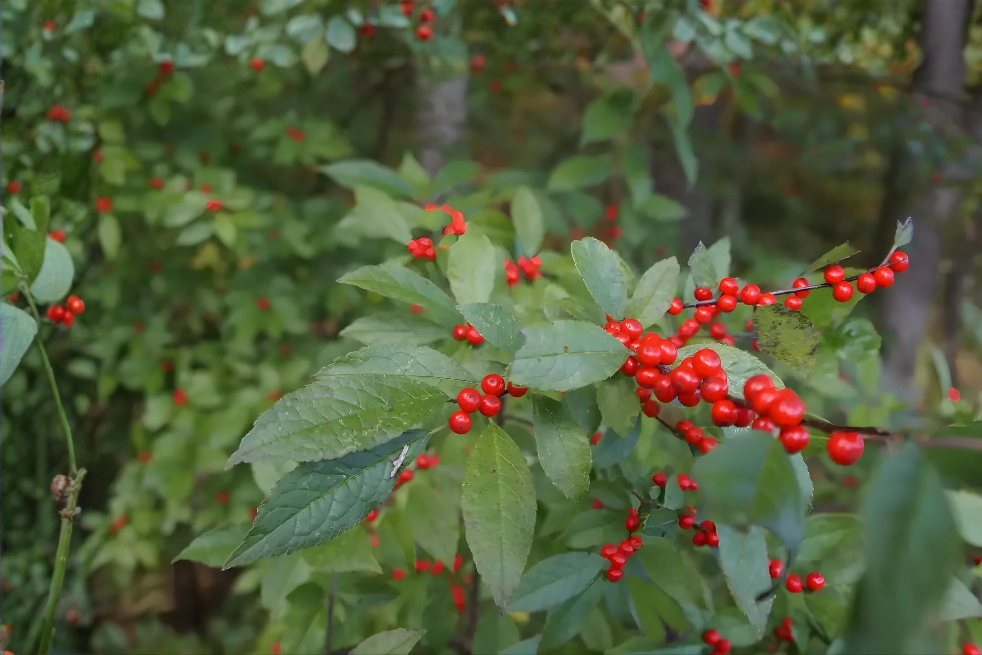 Mountain Holly Seeds, Native Ilex montana, Bright Red Berries, Hardy Shrubs for Woodland Gardens & Wildlife Habitats