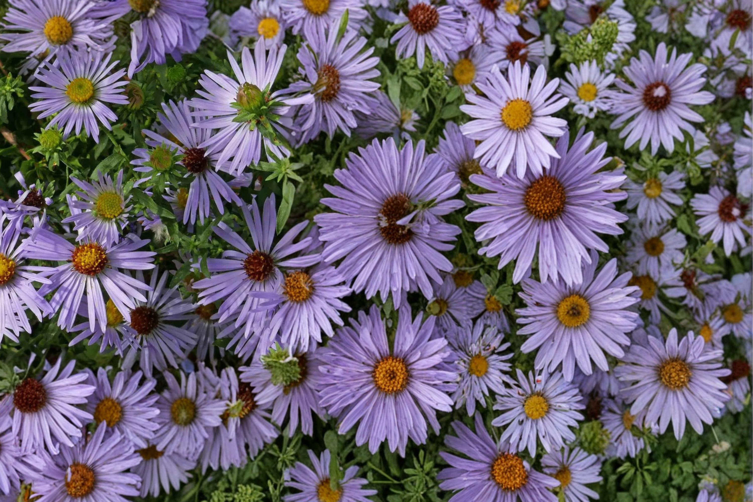 Aromatic Aster Seeds 100 Pack – Symphyotrichum oblongifolium Drought Tolerant Perennial for Borders & Prairie Gardens