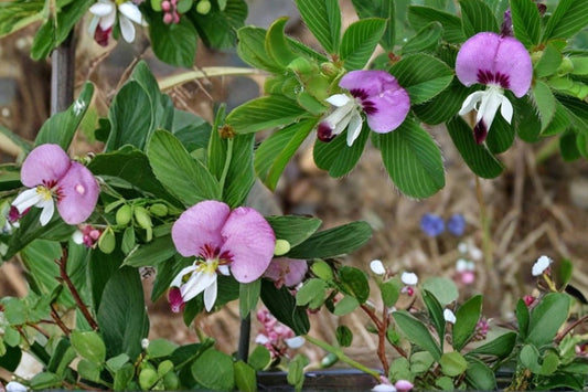 Korean Lespedeza Seeds 100 Pack – Kummerowia stipulacea Herbaceous Annual Groundcover Pink Purple Flowers