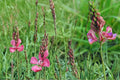 Sainfoin Seeds 100 Pack – Perennial Legume with Pink Flowers – Onobrychis viciifolia for Meadow, Drought Tolerant, Soil Improvement
