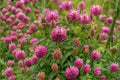 Red Clover Seeds – Herbaceous Perennial Legume with Pink to Purple Flowers – Trifolium pratense, 100 Seeds