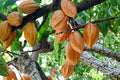 Cacao Tree Seeds Theobroma cacao Tropical Plant for Chocolate Production, Green Foliage, Warm Climate