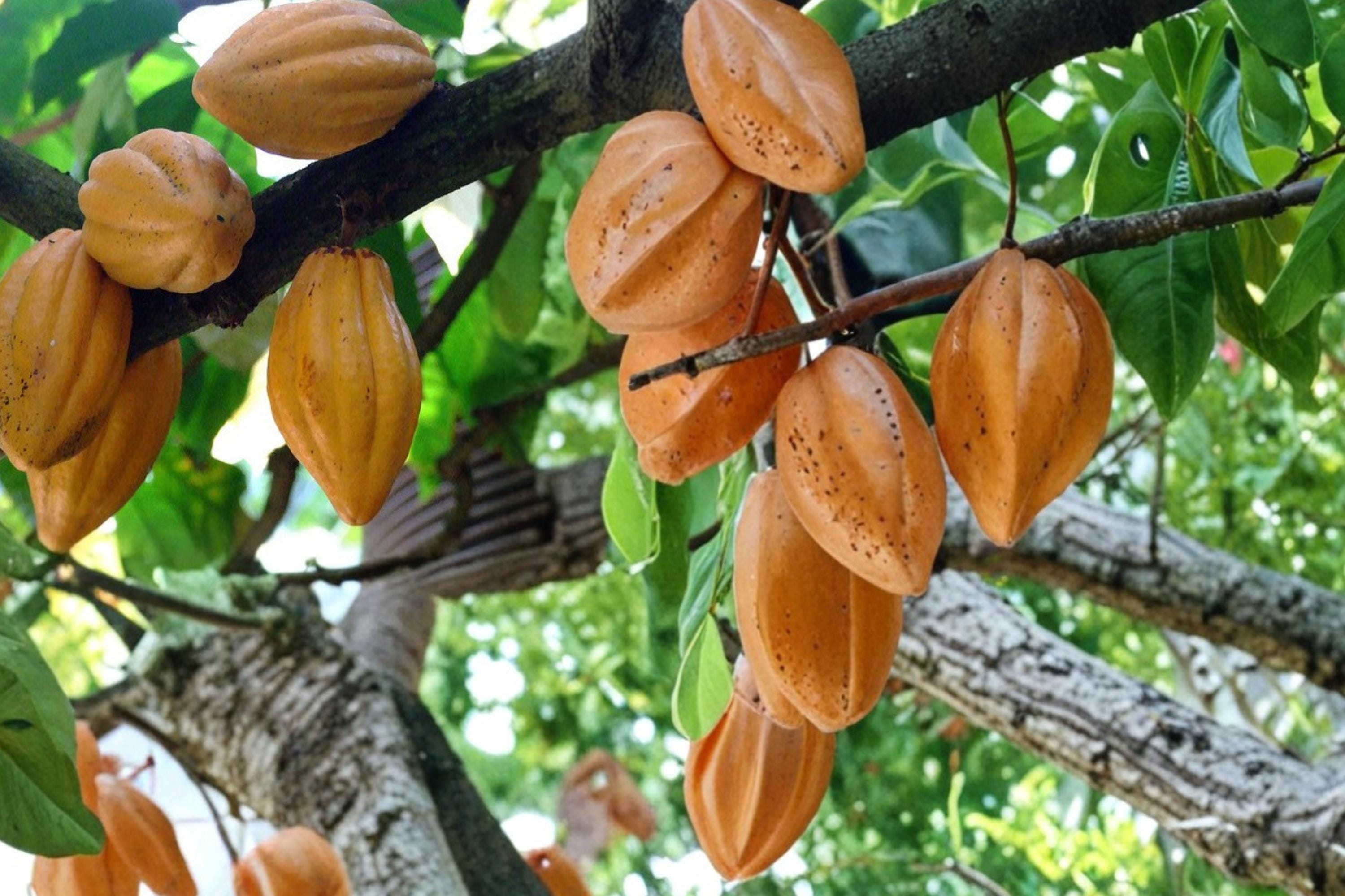 Cacao Tree Seeds Theobroma cacao Tropical Plant for Chocolate Production, Green Foliage, Warm Climate