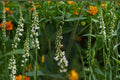 White Sweet Clover Seeds – Melilotus alba Herbaceous Legume for Meadows, Soil Improvement & Drought Tolerance, 100 Seeds