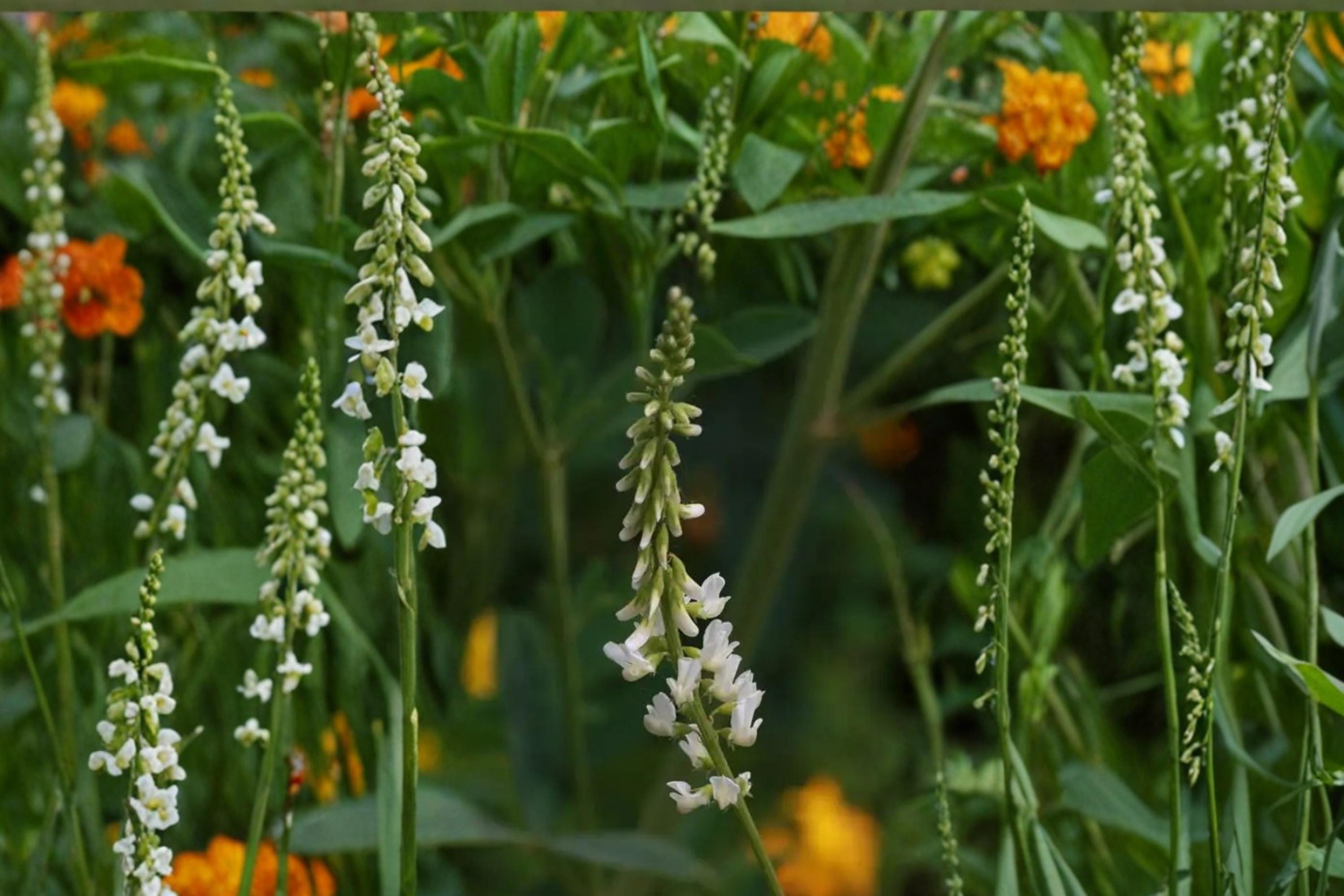 White Sweet Clover Seeds – Melilotus alba Herbaceous Legume for Meadows, Soil Improvement & Drought Tolerance, 100 Seeds