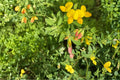Bird's Foot Trefoil Seeds 100 Pack – Lotus corniculatus Perennial Groundcover Wildflower Plant