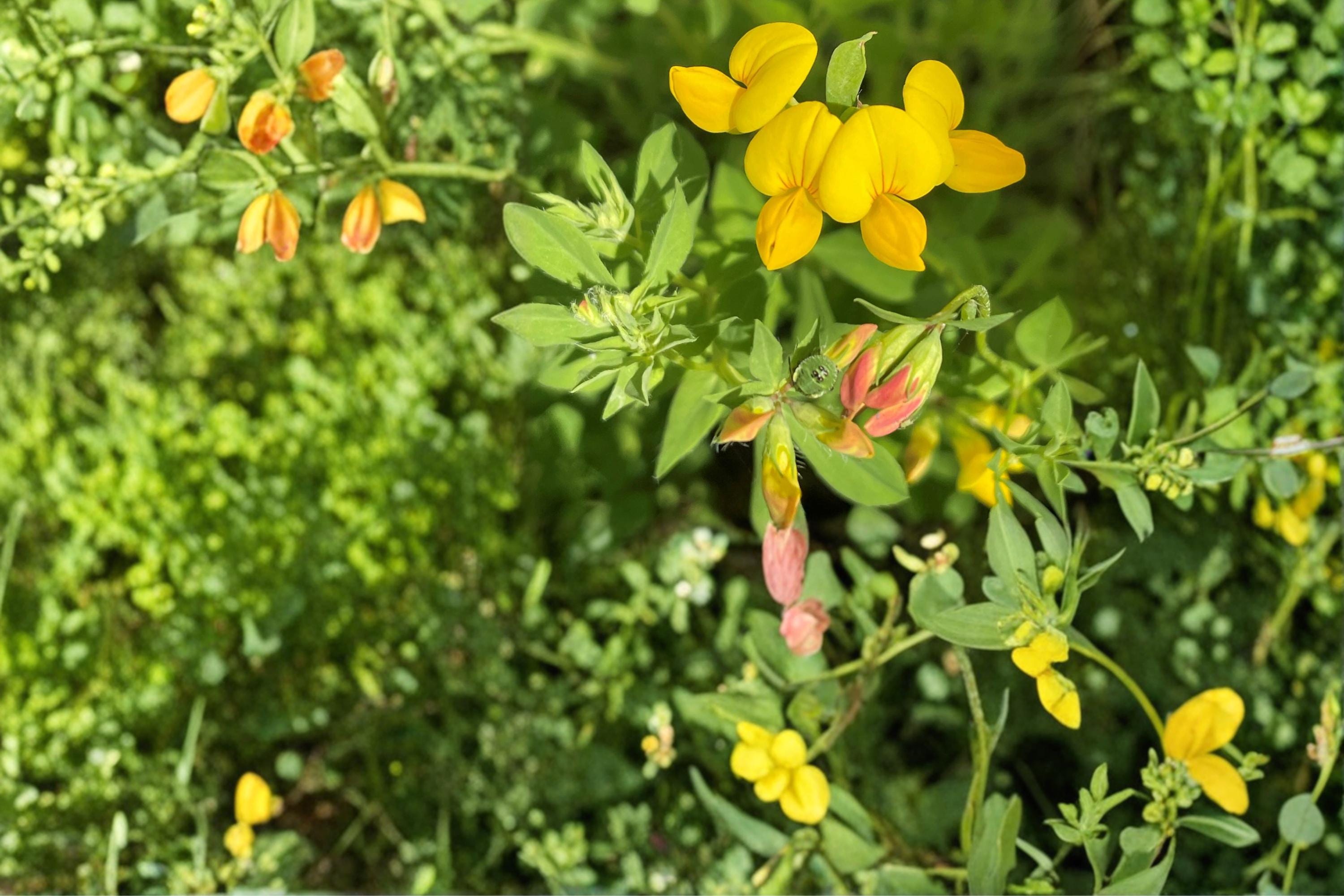 Bird's Foot Trefoil Seeds 100 Pack – Lotus corniculatus Perennial Groundcover Wildflower Plant