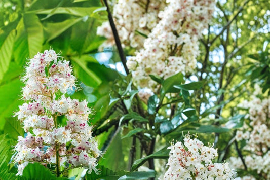 Horse Chestnut Seeds – Aesculus hippocastanum, Ornamental Tree, Landscape Planting, Deciduous Tree, Garden Tree Seed
