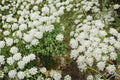 Bishop's Flower Seeds – Ammi majus – White Lace-like Annual for Borders & Cutting Gardens, 100 Seeds