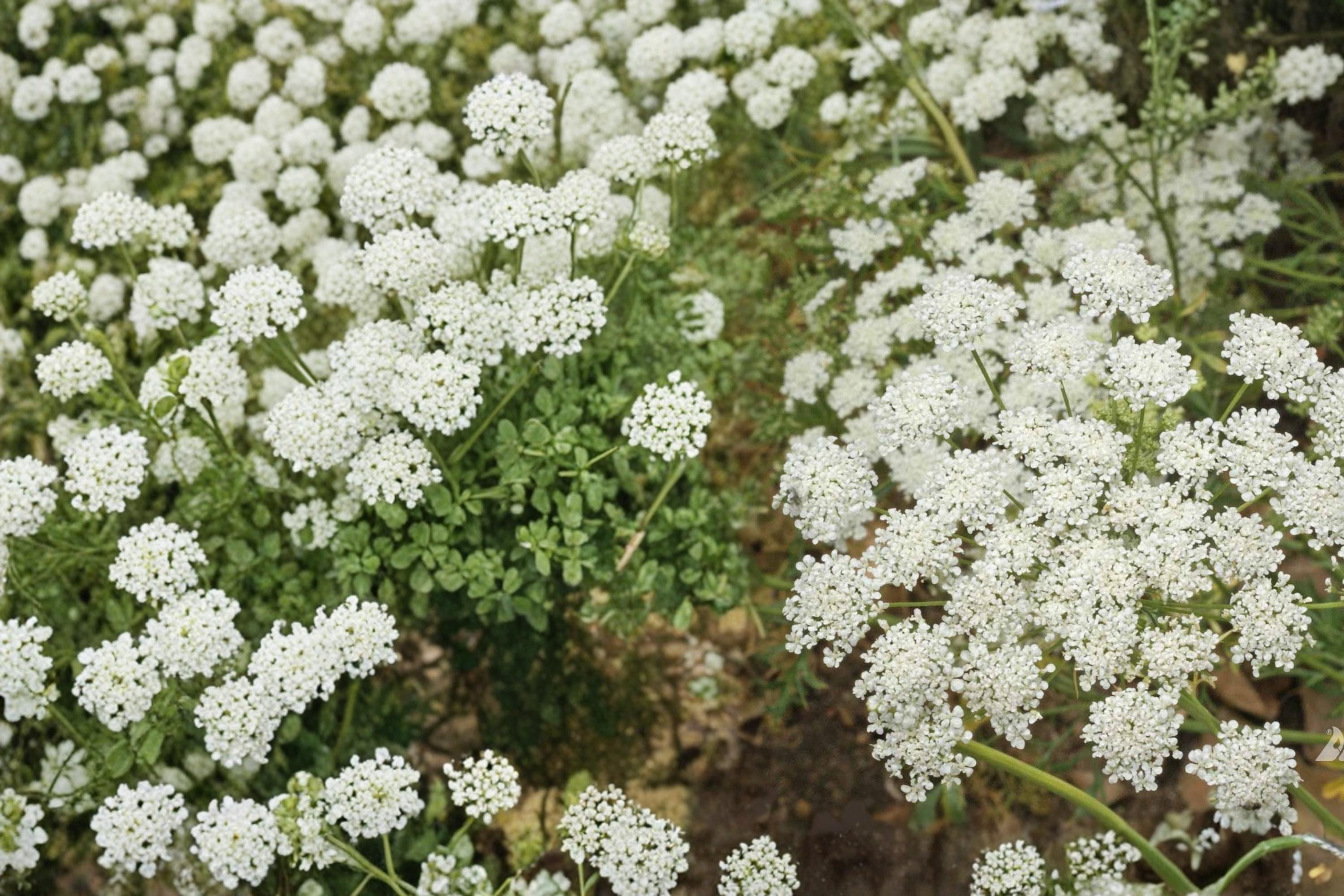 Bishop's Flower Seeds – Ammi majus – White Lace-like Annual for Borders & Cutting Gardens, 100 Seeds