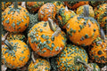Warty Goblin Pumpkin Seeds – Ornamental Cucurbita pepo with Warty, Textured Skin, Compact Size, Fall Garden, Seasonal Display