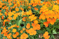 Siberian Wallflower Seeds – Erysimum cheiri – Bright Orange to Red Fragrant Flowers – Herbaceous Biennial/Perennial Seed Pack