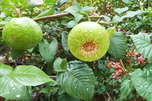 Guava Tree Seeds – Psidium guajava – Tropical Fruit Tree for Garden or Container Growing