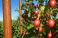 Tree Tomato Seeds – Solanum betaceum, Perennial Shrub for Fruit & Ornamental, Egg-Shaped Fruit, Tropical Plant Seed