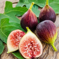 Brown Turkey Fig Tree Live Plant 5-8 Inches, Cold Hardy Ficus carica Fruit Tree for Outdoor & Container Growing