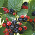 Chester Thornless Blackberry Plant Live Rooted Starter Sweet Berry Bush, Pesticide-Free, Disease-Resistant, High Yielding