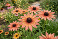 Pink Lemon Rudbeckia Seeds – Annual Flower Garden Planting, Rudbeckia hirta, Vibrant Pink and Yellow Blooms, Butterfly Attractant, 125+ Seeds