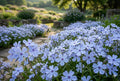 Blue Flame Phlox Seeds – Annual Flower, Pollinator Attractor, Garden Bed Plant, Phlox drummondii