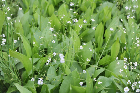 Mud Plantain Seeds | Native Aquatic Plant for Ponds & Wetlands | Alisma subcordatum | Wet Soil, Marsh, Rain Garden