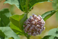 Western Sand Milkweed Seeds (Asclepias arenaria) Native Drought-Tolerant Pollinator Plant for Xeriscaping & Restoration
