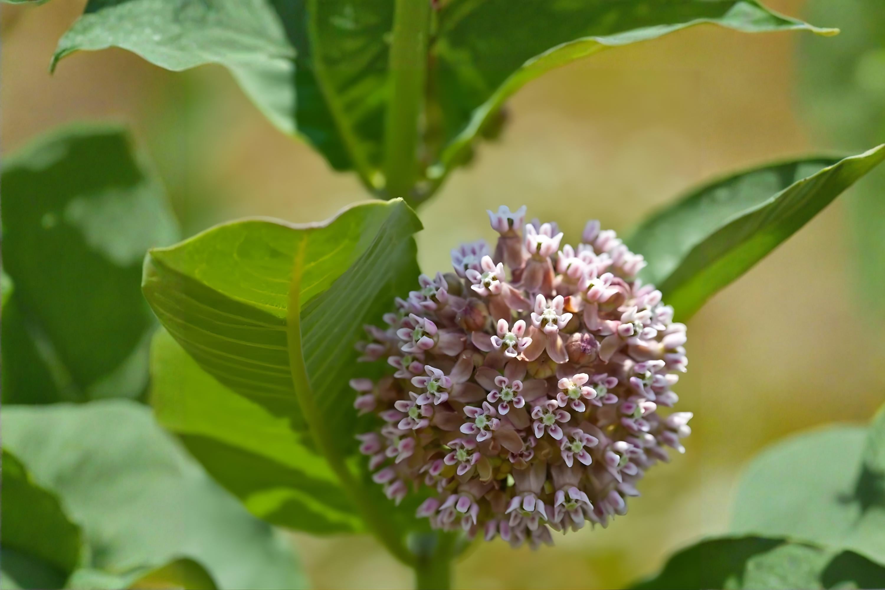 Western Sand Milkweed Seeds (Asclepias arenaria) Native Drought-Tolerant Pollinator Plant for Xeriscaping & Restoration