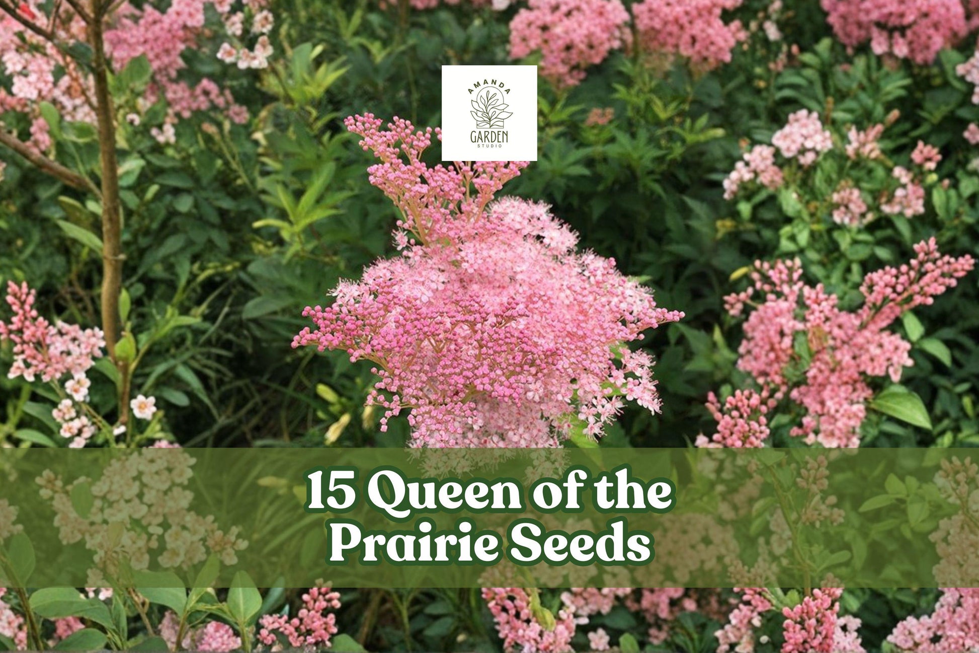 Queen of the Prairie Seeds – Pink Filipendula rubra Wildflower for Meadow & Pollinator Gardens, 15 Seeds