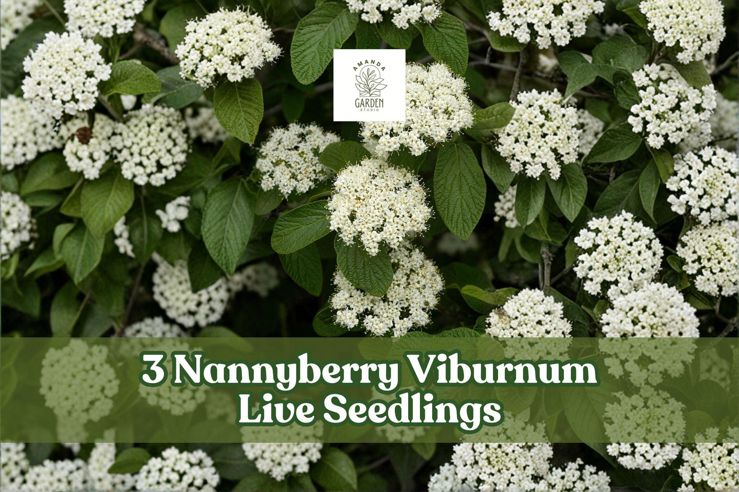 Nannyberry Viburnum Live Seedlings – Viburnum lentago Shrubs for Landscaping, Hedges & Gardens, 3 Pack
