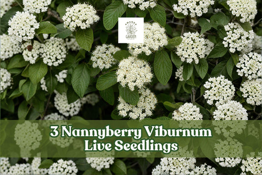 Nannyberry Viburnum Live Seedlings – Viburnum lentago Shrubs for Landscaping, Hedges & Gardens, 3 Pack