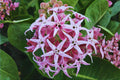 Showy Milkweed Seeds (15) | Native Asclepias speciosa for Pollinators & Monarchs | Drought Tolerant Wildflower