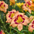 Rainbow Rhythm ‘King of Ages’ Daylily Root - Yellow Orange Blooms, Hardy Reblooming Perennial, Hemerocallis