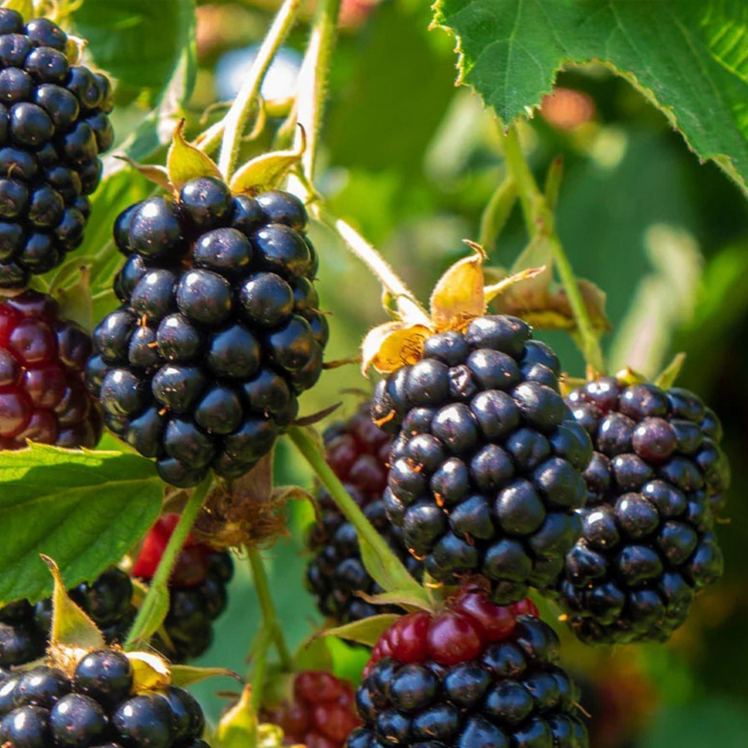 Arapaho Thornless Blackberry Live Rooted Plant - Pesticide-Free Fruit Bush for Home Gardens and Containers