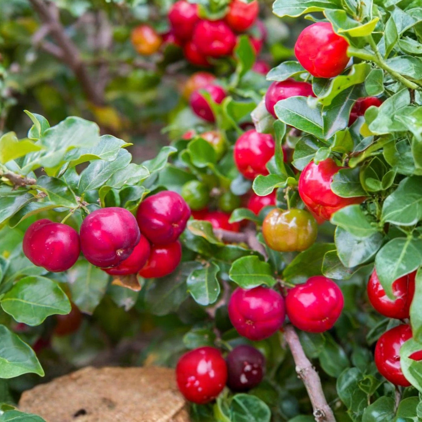 Live Barbados Cherry Plant | Acerola Cherry Starter | Tropical Fruit Tree | Edible Red Cherries | Pesticide-Free