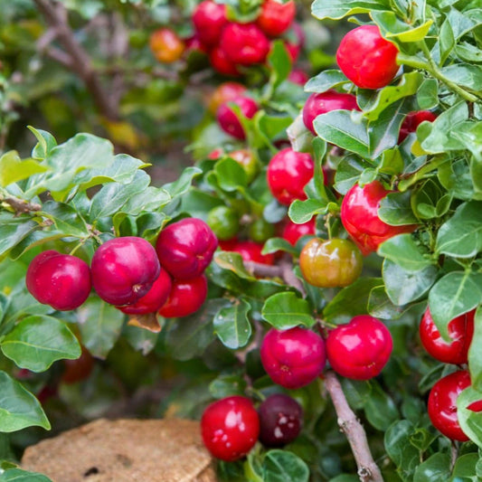 Live Barbados Cherry Plant | Acerola Cherry Starter | Tropical Fruit Tree | Edible Red Cherries | Pesticide-Free