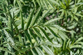 Huacatay Black Mint Herb Seeds (100) | Aromatic Peruvian Herb, Tagetes minuta, Culinary & Pollinator Plant