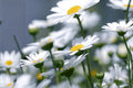 Creeping Daisy Seeds, 100 Pack, Chrysanthemum paludosum, Low-Growing White and Yellow Flowering Plant for Borders & Containers