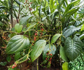Black Pepper Plant Starter – Piper nigrum Tropical Climbing Vine for Indoor & Container Gardening