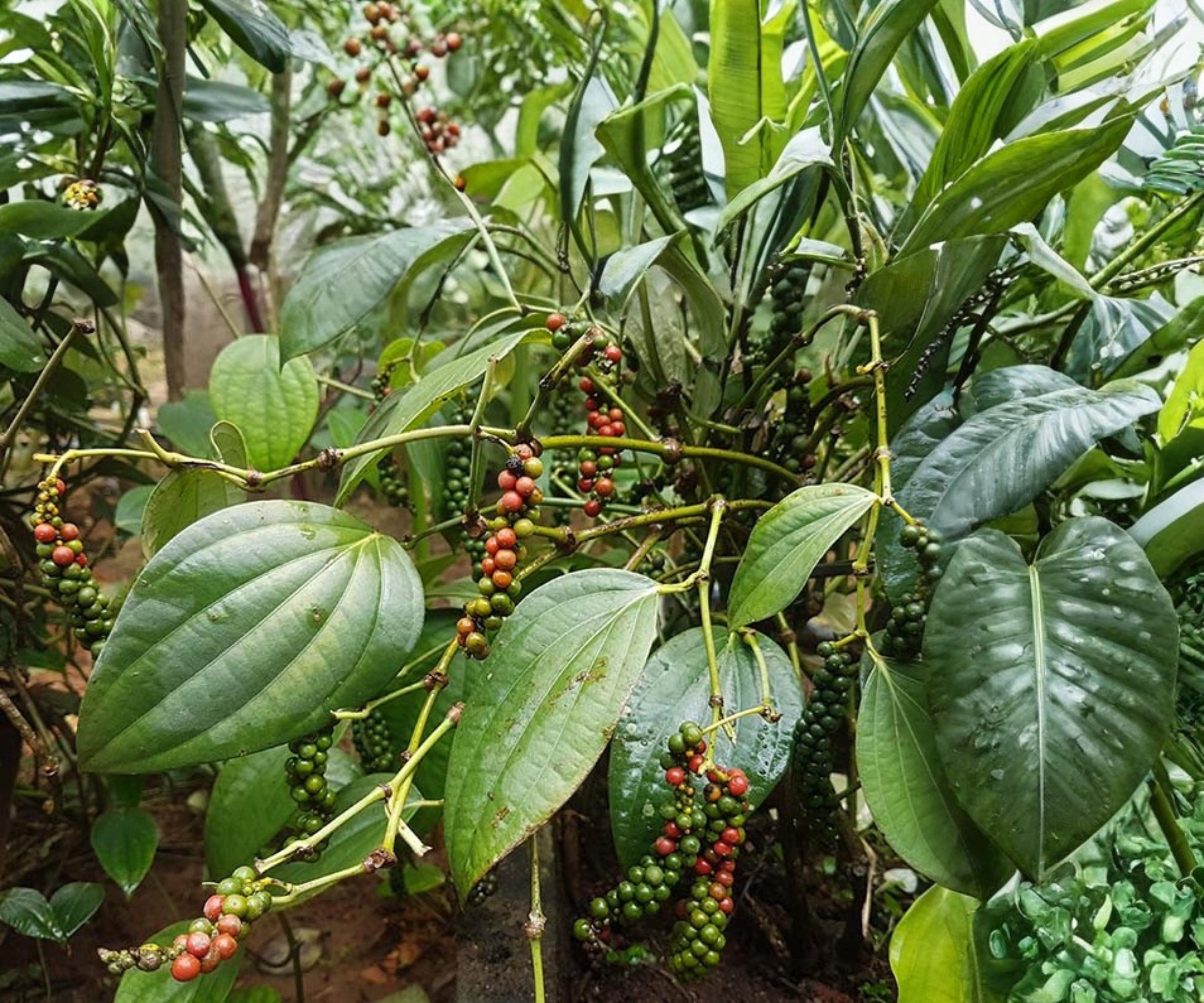 Black Pepper Plant Starter – Piper nigrum Tropical Climbing Vine for Indoor & Container Gardening