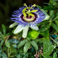 Passiflora Vine Cuttings | Exotic Butterfly Host Plant | Passionflower Climber | Passiflora (Passionflower Vine) | 10 Fresh Cuttings