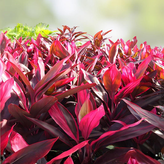 Hawaiian Ti Plant Cuttings | Cordyline fruticosa Pink Purple Foliage | 8 Fresh Tropical Plant Cuttings