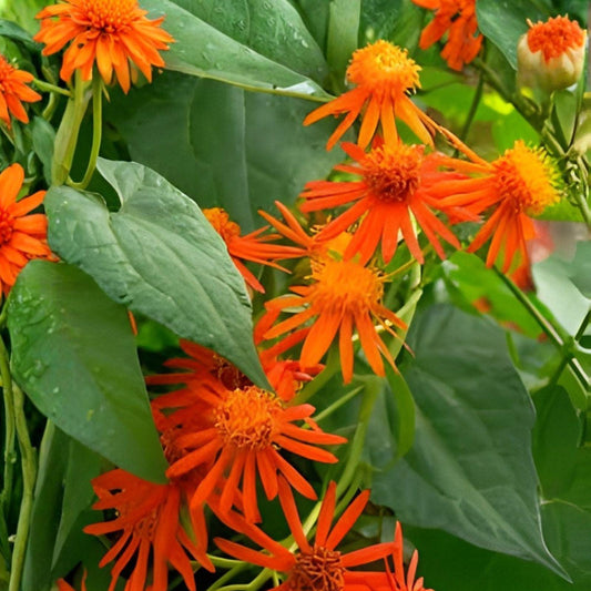 Mexican Flame Vine Cuttings | 10 Fresh Climbing Plant Shoots | Pseudogynoxys chenopodioides | Pollinator-Friendly Garden Plant