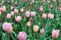 Pink Passion Tulip Bulbs – Spring Flowering Pink Tulipa spp. for Garden Beds & Borders
