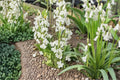 Spanish Whitebells Bulbs – Hyacinthoides hispanica, White Bell-Shaped Flowers, Perennial Garden Bulb for Borders and Beds