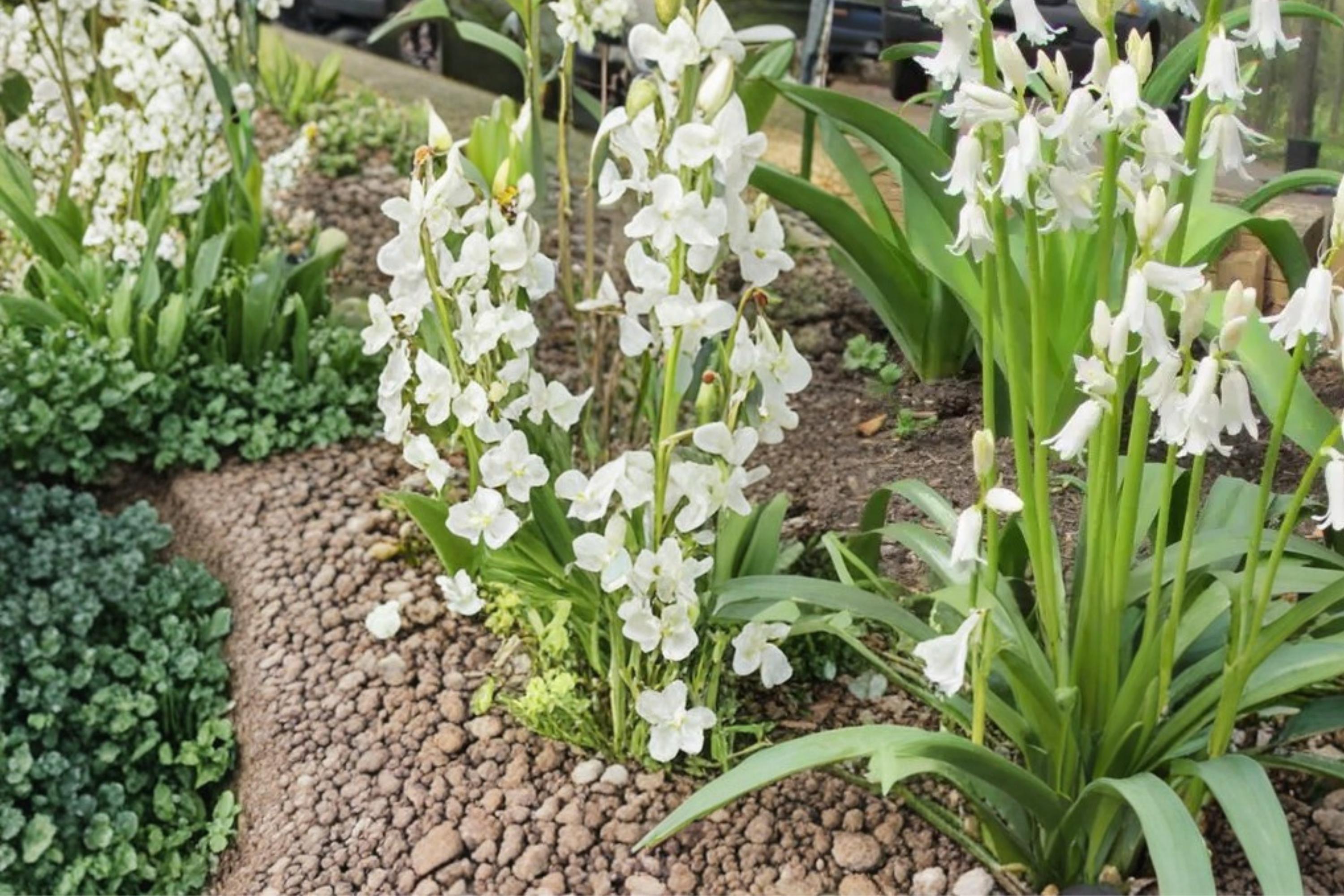 Spanish Whitebells Bulbs – Hyacinthoides hispanica, White Bell-Shaped Flowers, Perennial Garden Bulb for Borders and Beds
