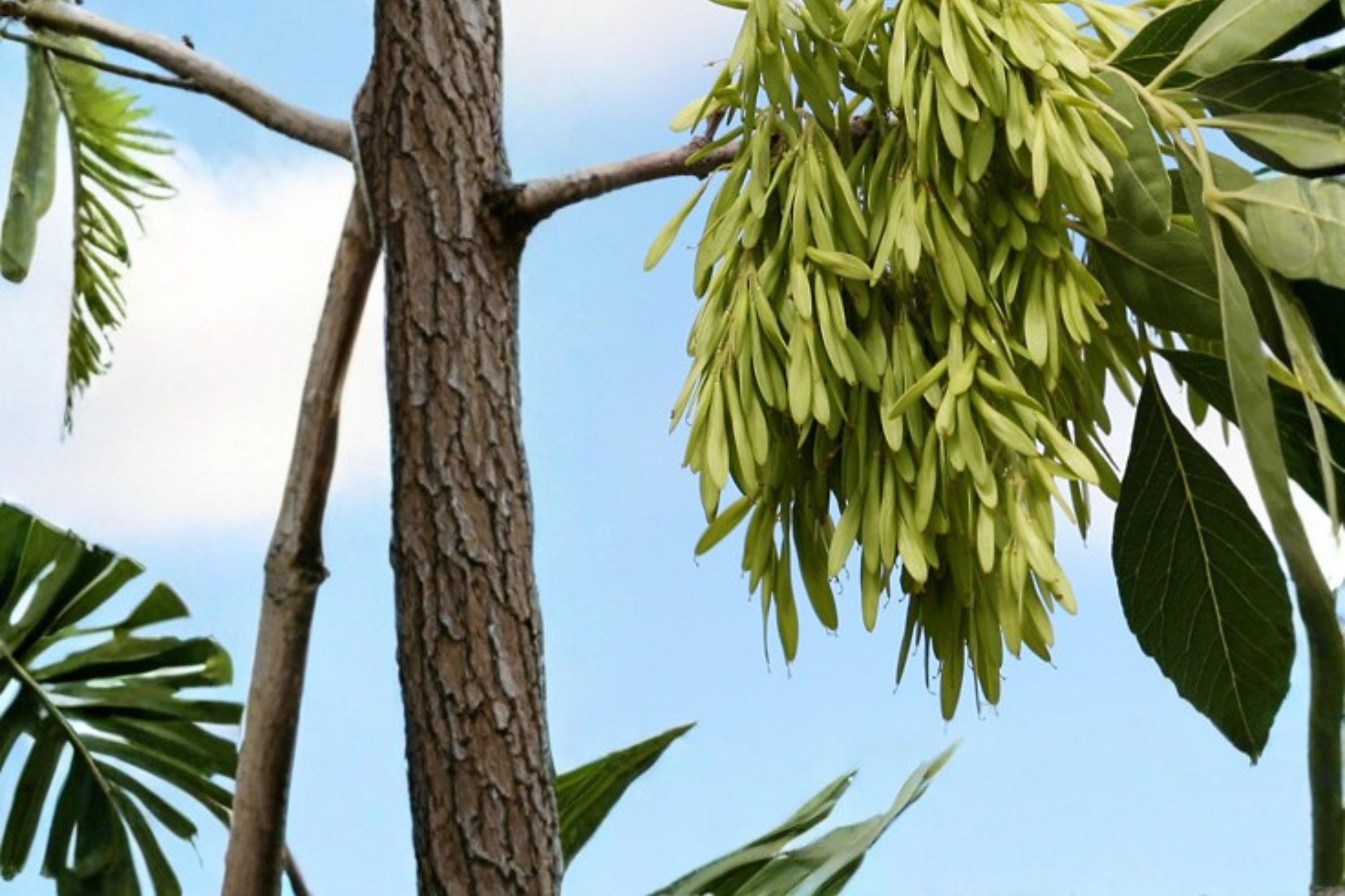 Arizona Ash Tree Seeds – Fraxinus velutina, Deciduous Shade Tree with Green Foliage, Drought Tolerant, Landscape Plant, Garden Tree Seed