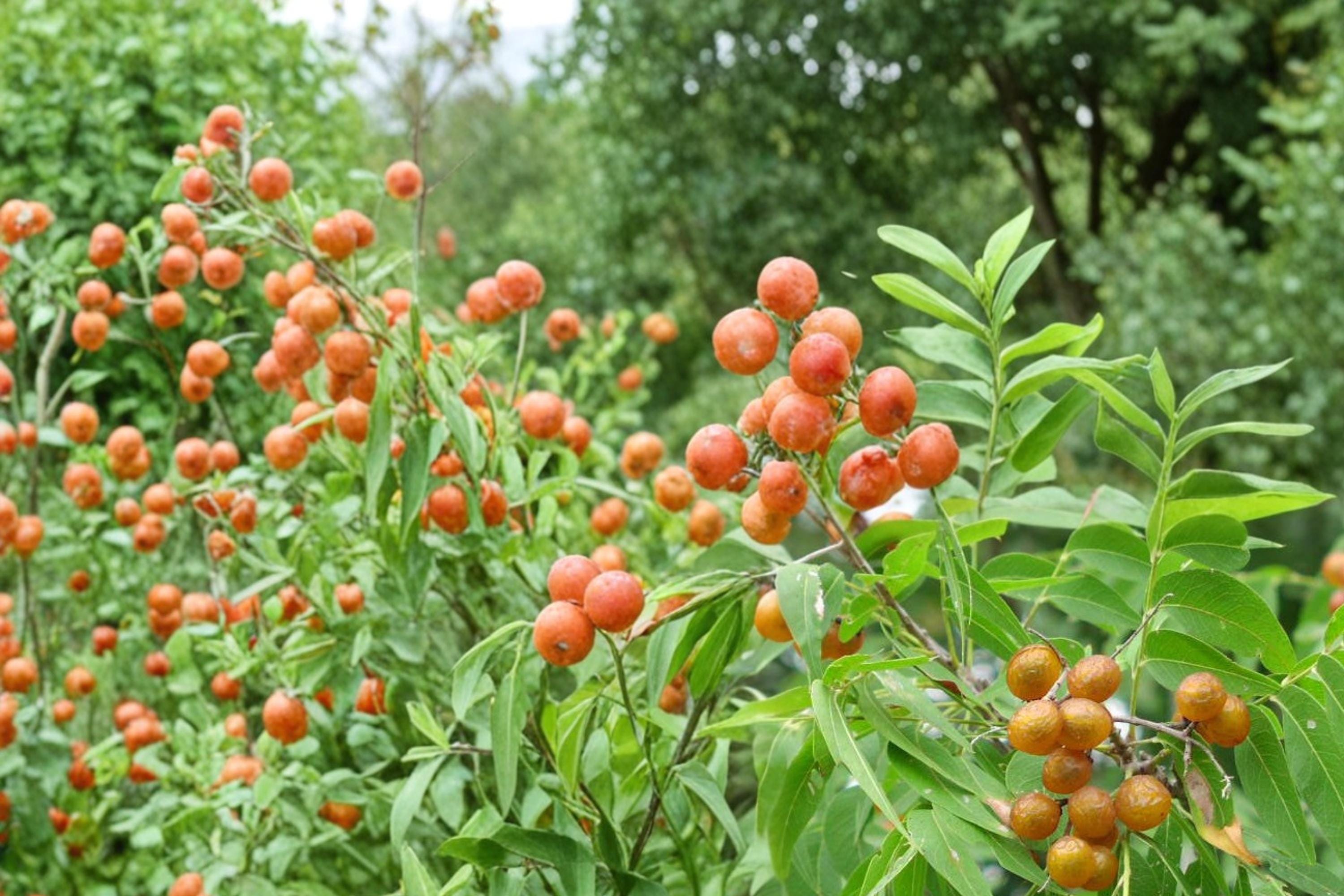 Soapberry Tree Seeds – Sapindus saponaria, Ornamental Deciduous Tree with Round Berries for Landscaping