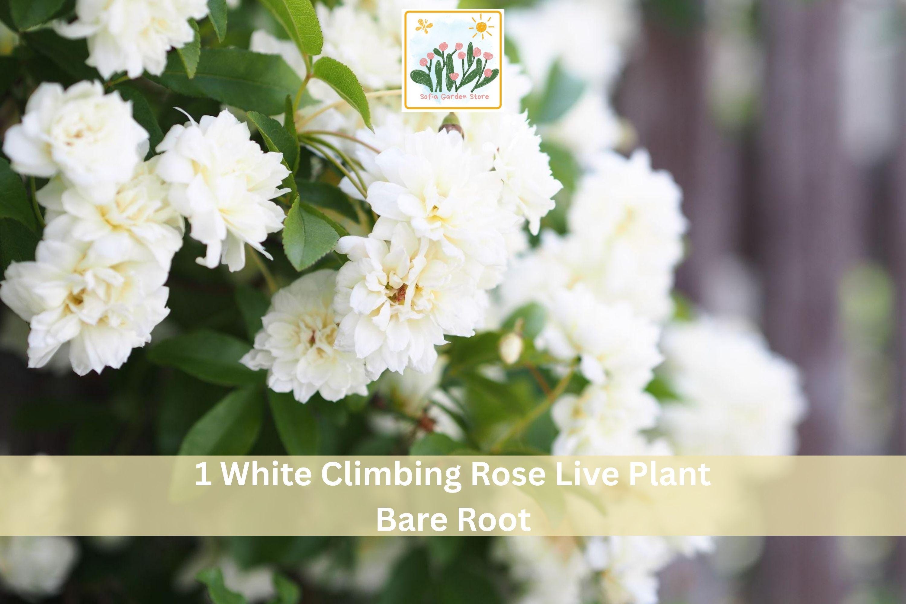White Climbing Rose Bare Root Plant – 2-3 Ft Flowering Garden Vine with White Blooms Rosa spp.