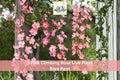 Pink Climbing Rose Live Plant, Bare Root, 1-2 ft, Rosa spp., Flowering Climbing Shrub for Garden Fences & Trellises