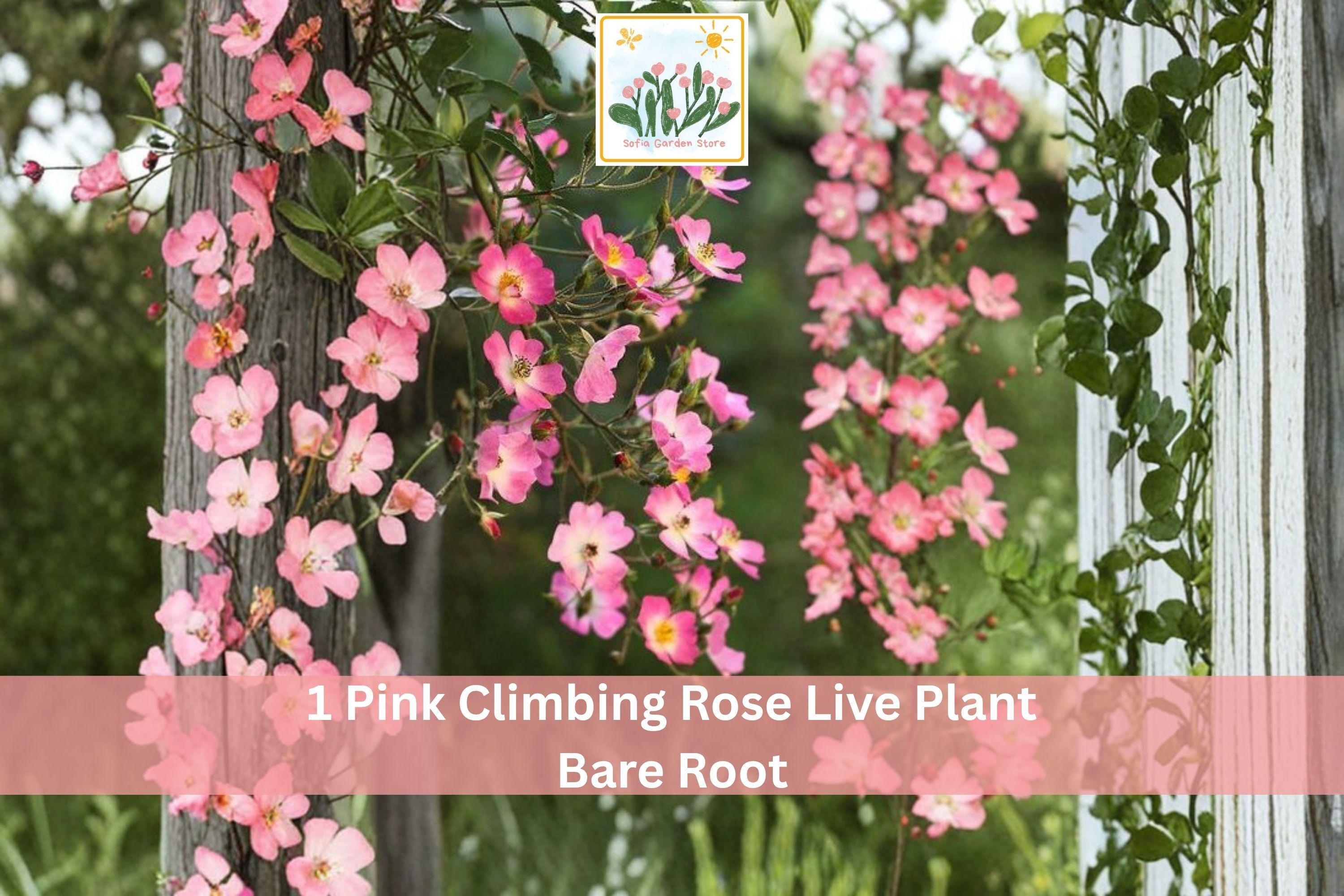 Pink Climbing Rose Live Plant, Bare Root, 1-2 ft, Rosa spp., Flowering Climbing Shrub for Garden Fences & Trellises