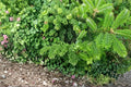 Fraser Fir Tree Seeds – Abies fraseri – Evergreen Conifer with Dense Needles & Conical Shape for Landscaping
