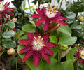 Lady Margaret Passion Flower Vine Live Starter Plant, Red Burgundy Passiflora Climbing Tropical, Vining Passion Flower Plant